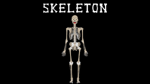 Bones in human body is the solid structure that helps in making the physical appearance of the body. The Bones For Kids Skeletal System Song Anatomy For Kids Youtube