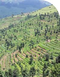 Image result for Pterygota mildbraedii