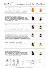 Bumblebee Identification Chart Bee Identification Bee