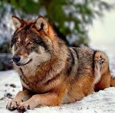 Pin By R J On My Kangal Guardian Dogs Wolf Dog Red Wolf Wolf Photography