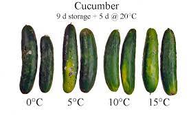 Maybe you would like to learn more about one of these? Don T Store Your Cucumbers In The Fridge Root Simple