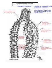Jun 25, 2021 · we can draw a comparison between crt and hilter's indoctrination of the german youth. Sponge Labeling Diagram 1 Pdf Sponge Labeling Diagram Poriferans Pore Bearing Sponges Are Invertebrates Have No Backbone Or Notochord Once Course Hero