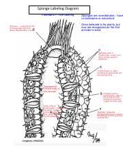 How do sponges take in food and get rid of wastes? Sponge Labeling Diagram 1 Pdf Sponge Labeling Diagram Poriferans Pore Bearing Sponges Are Invertebrates Have No Backbone Or Notochord Once Course Hero