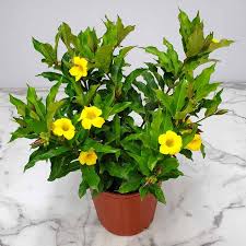 Image result for Allamanda