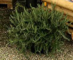 San Marcos Growers Products Plants Another Image Front Yard Plants Plants Drought Tolerant Garden