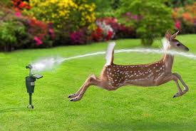 Top 10 Best Motion Sensor Sprinklers In 2021 Reviews Guide