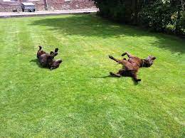 Eli5 Why Do Dogs Love Fresh Cut Grass Explainlikeimfive