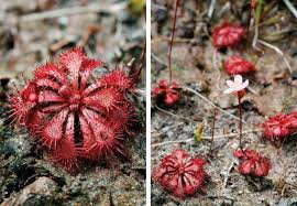 Perhaps the most familiar examples of passive traps are the sundews (drosera) and the pitcher plants (sarracenia dormancy break in seeds of drosera burmannii and d. International Carnivous Plant Society