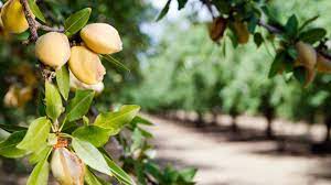 Most of our bare root fruit trees are only $29.99! Top 5 Nut Trees Sold Through The Arbor Day Tree Nursery Arbor Day Blog