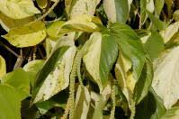 Image result for Acalypha volkensii