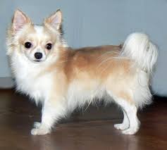  Kennel Step Lav Website Anjing Ras Anjing Binatang