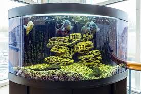Corner Fish Tank Setup Ideas Equipment Stocking And Much More Fishkeeping World