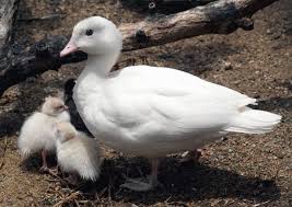 White Australian Wood Duck Chenonetta Jubata Duck Bird Melanistic Animals Wood Ducks
