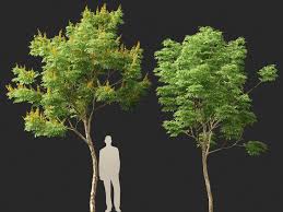 Image result for Caesalpinia ferrea