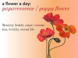 Poppy Flower Poppy Flower Meaning Poppy Flower Flower Meanings