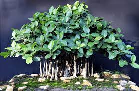 This article gives you a better idea of how to make bonsai trees. 22 Best Trees For Bonsai Best Bonsai Plants Balcony Garden Web