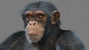 Chimpanzee With Realistic Fur 3d Model Chimpanzee Animals Fur