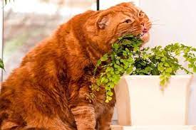 giftige zimmerpflanzen fur katzen giftpflanzen pflanze fressen nahaufnahme katze zuhause giftige zimmerpflanzen fur katzen giftige pflanzen giftpflanzen