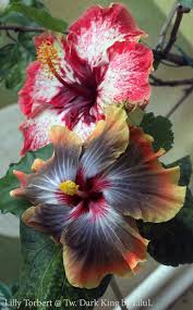 Pin On Tattoos And Hibiscus