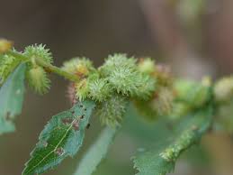 Image result for Triumfetta