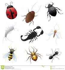 Creepy Crawly Insects Lessons Tes Teach