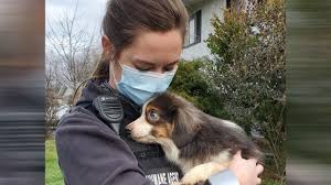 Australian shepherd puppies ohio cheap. At Least 25 Rescued Australian Shepherd Dogs Being Readied For Adoption By Columbus Humane Nbc4 Wcmh Tv