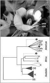 Image result for Gossypioides kirkii