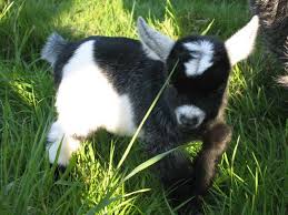 Pygmy Goats For Sale For Sale Registered Pygmy Goat Kids Disbudded No Horns Goats Pygmy Goat Animals Beautiful
