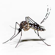 Image result for Dengue