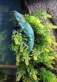 Green Iguanas