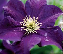 We did not find results for: The Best Big Blooming Clematis Finegardening