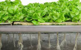 During this video, steve demonstrates a simple process for planting your plants. Can Plants Grow Without Soil Wonderopolis