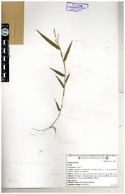 Image result for Acroceras