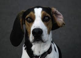Voted by the southeastern treeing walker association as: Walker Coonhound Dog Quotes Quotesgram