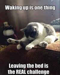 Relationship Adjourn Funny Good Morning Memes Funny Animal Jokes Funny Animal Memes