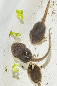 A tadpole is the larval stage in the life cycle of an amphibian. Pollywog Keyword Search Science Photo Library