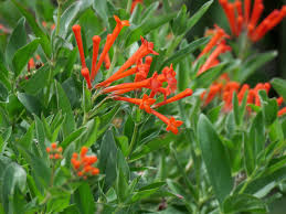 Image result for Bouffordia