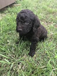 The boykin spaniel is now the south carolina state dog and fans of the breed have created the boykin spaniel society. Boykin Spaniel Puppies For Sale Huntsville Al 297505