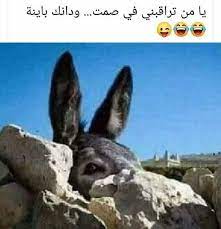 يا حمااار Arabic Funny Funny Arabic Quotes Funny Pictures