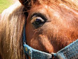 Image result for frightened horse