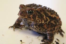 Five Facts That Will Make You Like Toads Dickinson County