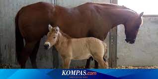 #manusia binatang terunik didunia #viral. Demi Keragaman Genetik Kuda Przewalski Dikloning Pertama Kalinya Halaman All Kompas Com