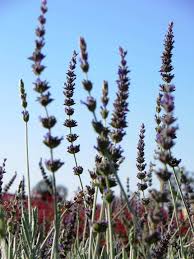 Image result for Lavandula dentata