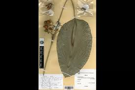 Image result for Sarcophrynium prionogonium