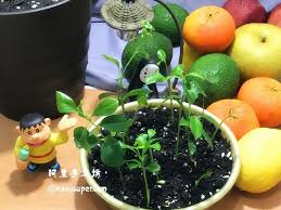 檸檬盆栽種植 種下一棵檸檬樹來年開花結果 鹹檸檬 蜂蜜檸檬水開胃好處多 how to easily grow a dwarf lemon tree indoors recipe dwarf lemon tree lemon tree growing