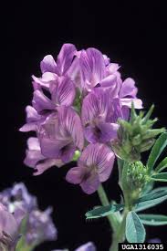 Image result for Medicago sativa