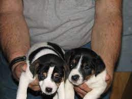 Check spelling or type a new query. Jack Russell Terrier Puppies In Michigan