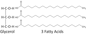 Image result for Triglyceride