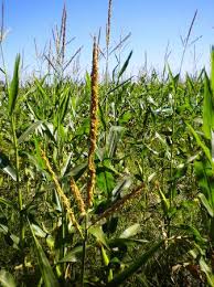 Long & Scott Farms Corn Maze