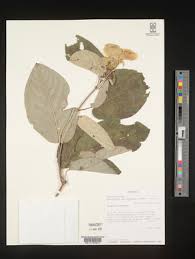 Image result for Caucanthus auriculatus